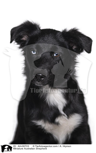 Miniature Australian Shepherd / Miniature Australian Shepherd / AH-08703