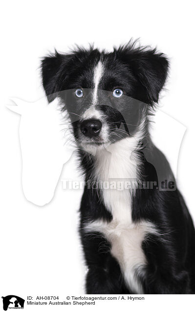 Miniature Australian Shepherd / Miniature Australian Shepherd / AH-08704