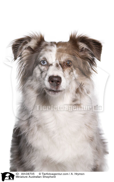 Miniature Australian Shepherd / Miniature Australian Shepherd / AH-08705