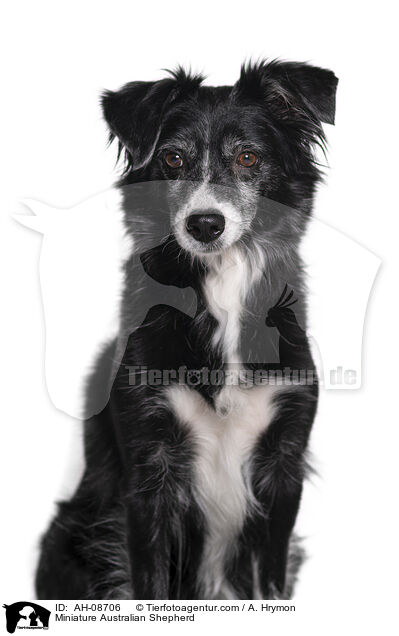 Miniature Australian Shepherd / Miniature Australian Shepherd / AH-08706