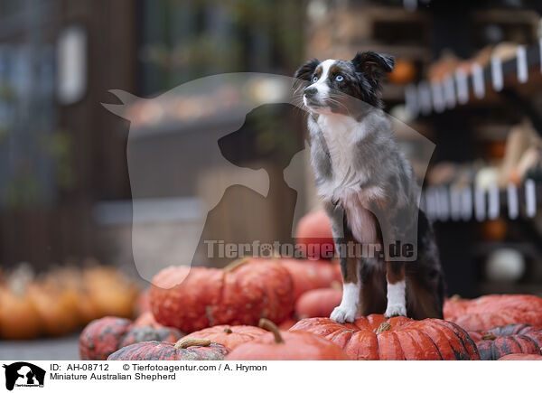 Miniature Australian Shepherd / Miniature Australian Shepherd / AH-08712