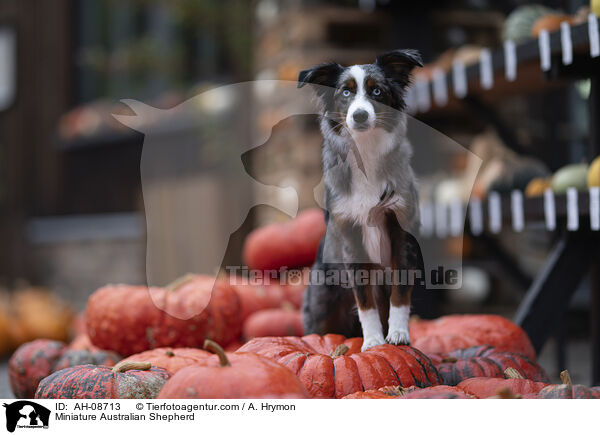 Miniature Australian Shepherd / Miniature Australian Shepherd / AH-08713