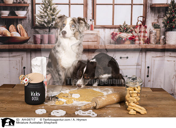 Miniature Australian Shepherd / Miniature Australian Shepherd / AH-08717