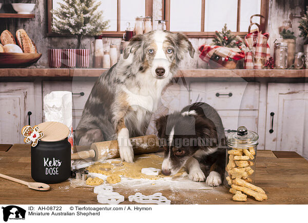 Miniature Australian Shepherd / Miniature Australian Shepherd / AH-08722