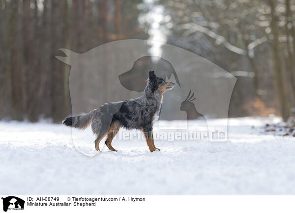 Miniature Australian Shepherd / Miniature Australian Shepherd / AH-08749