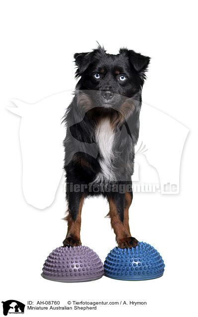 Miniature Australian Shepherd / Miniature Australian Shepherd / AH-08760