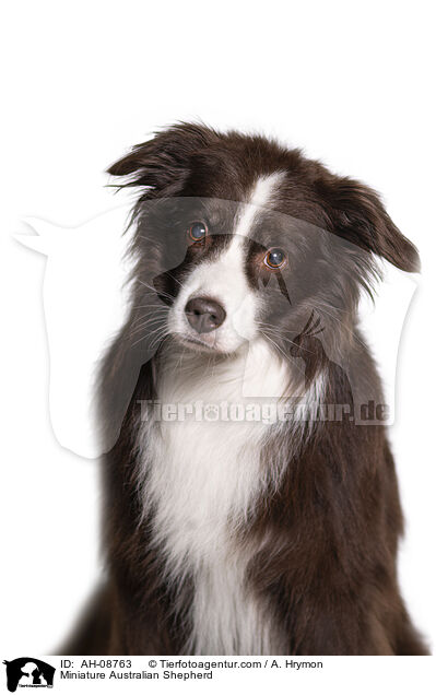 Miniature Australian Shepherd / Miniature Australian Shepherd / AH-08763