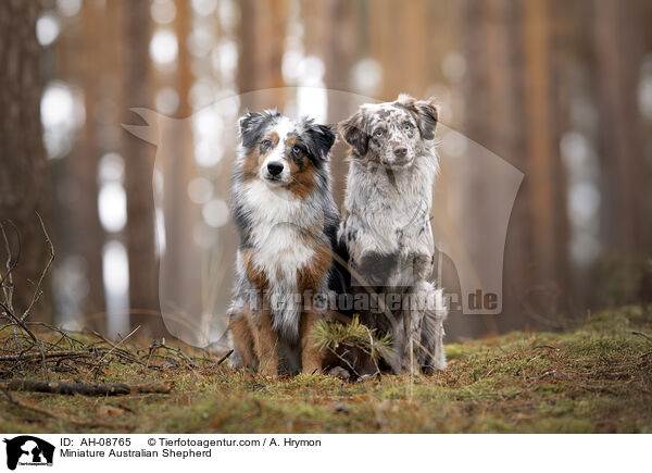 Miniature Australian Shepherd / Miniature Australian Shepherd / AH-08765