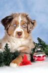 Miniature Australian Shepherd at christmas