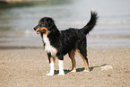 Miniature Australian Shepherd