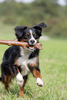 running Miniature Australian Shepherd