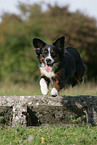 jumping Miniature Australian Shepherd