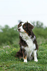 Miniature Australian Shepherd