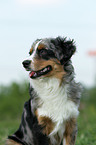 Miniature Australian Shepherd Portrait