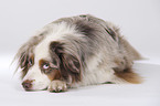 lying Miniature Australian Shepherd