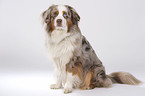 sitting Miniature Australian Shepherd