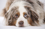 Miniature Australian Shepherd Portrait