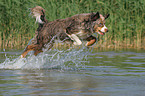 running Miniature Australian Shepherd