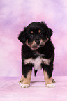 Miniature Australian Shepherd Puppy