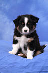 Miniature Australian Shepherd Puppy