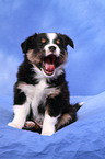 Miniature Australian Shepherd Puppy