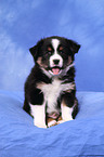 Miniature Australian Shepherd Puppy