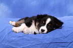 Miniature Australian Shepherd Puppy