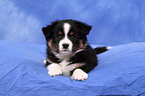 Miniature Australian Shepherd Puppy