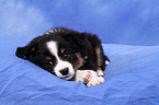 Miniature Australian Shepherd Puppy