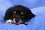 Miniature Australian Shepherd Puppy