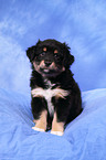 Miniature Australian Shepherd Puppy