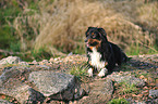 lying Miniature Australian Shepherd