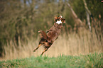 jumping Miniature Australian Shepherd