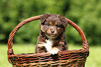 Miniature Australian Shepherd Puppy