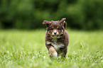 Miniature Australian Shepherd Puppy