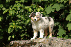 Miniature Australian Shepherd Puppy