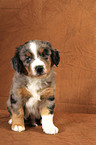 Miniature Australian Shepherd Puppy