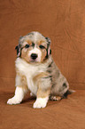 Miniature Australian Shepherd Puppy