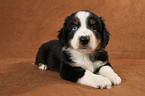 Miniature Australian Shepherd Puppy