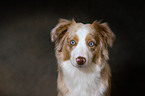 Miniature Australian Shepherd Portrait