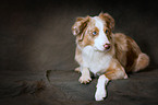 lying Miniature Australian Shepherd