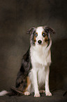 sitting Miniature Australian Shepherd