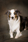 lying Miniature Australian Shepherd