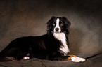 lying Miniature Australian Shepherd