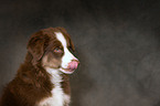 Miniature Australian Shepherd Portrait