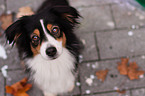 Miniature Australian Shepherd Portrait