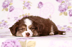 Miniature Australian Shepherd Puppy