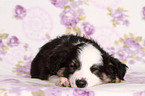 Miniature Australian Shepherd Puppy