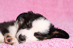 Miniature Australian Shepherd Puppy