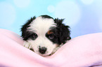 Miniature Australian Shepherd Puppy